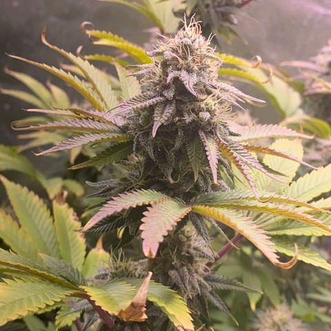 1st Grow/Cream Mandarine F1 growlog timeline photo