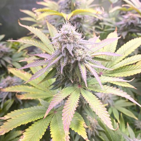1st Grow/Cream Mandarine F1 growlog timeline photo
