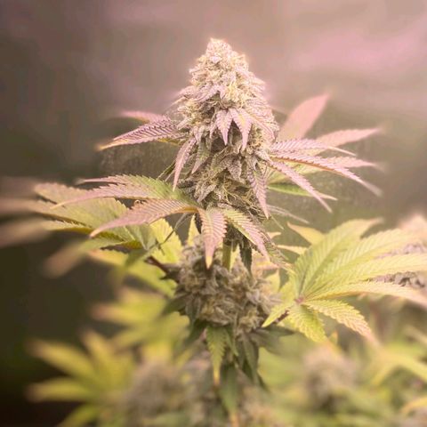 1st Grow/Cream Mandarine F1 growlog timeline photo