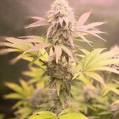 1st Grow/Cream Mandarine F1 growlog timeline photo