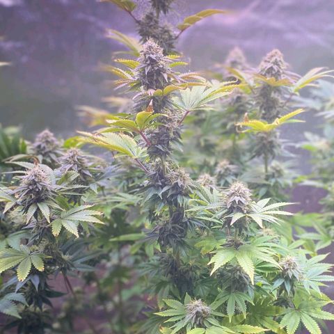1st Grow/Cream Mandarine F1 growlog timeline photo