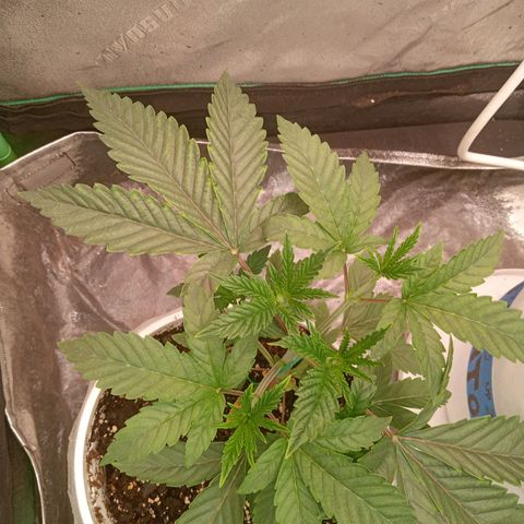 Golato 45 growlog timeline photo