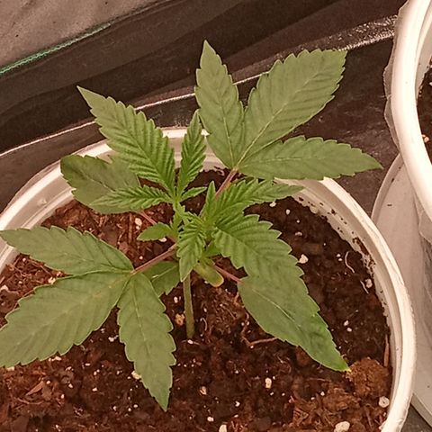 Golato 45 growlog timeline photo