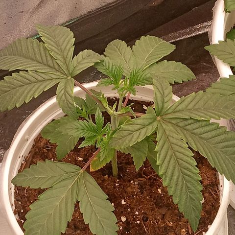 Golato 45 growlog timeline photo