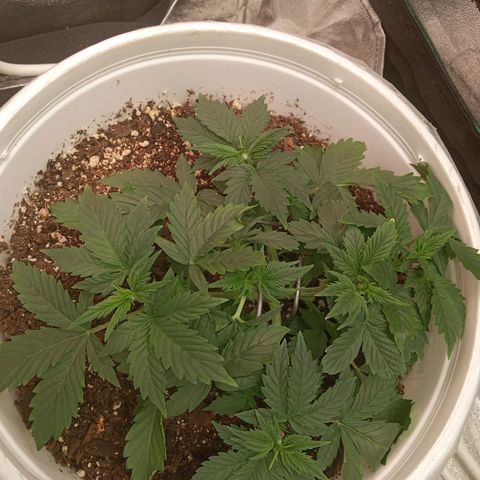 Poshita growlog timeline photo