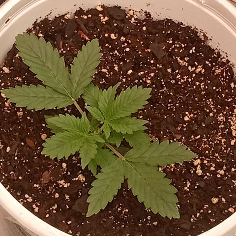 Poshita growlog timeline photo