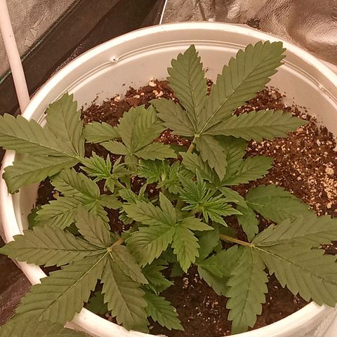 Poshita growlog timeline photo