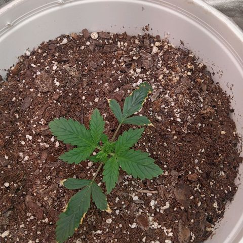 Poshita growlog timeline photo
