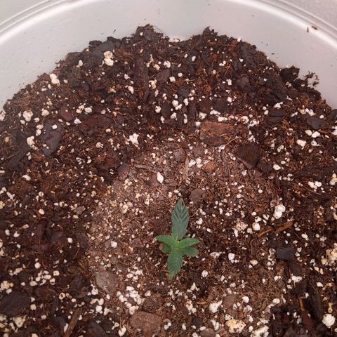 Poshita growlog timeline photo