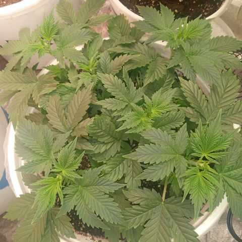 Poshita growlog timeline photo