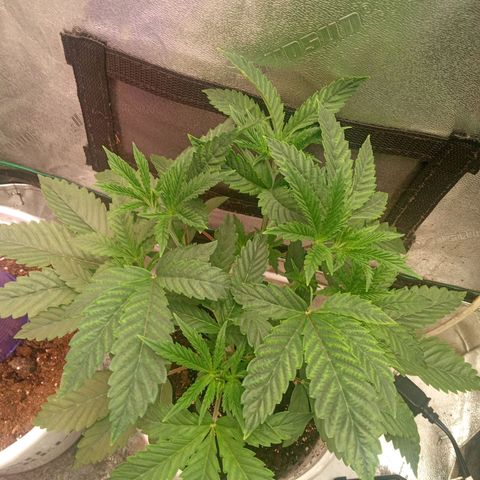 Golato 45 growlog timeline photo