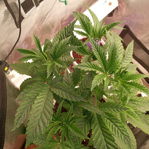 Golato 45 growlog photo: Flowering stage