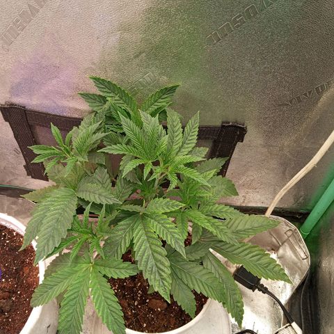 Golato 45 growlog photo: Flowering stage