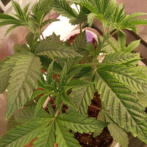 Golato 45 growlog photo: Flowering stage
