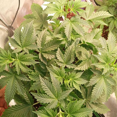 Poshita growlog photo: Flowering stage
Primera etapa de floracion