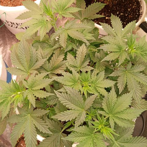 Poshita growlog photo: Flowering stage
Primera etapa de floracion