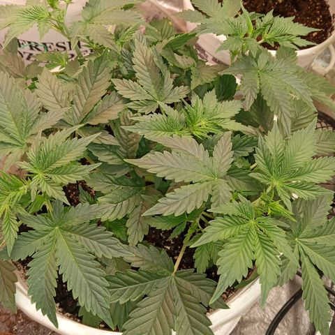 Poshita growlog photo: Flowering stage
Primera etapa de floracion