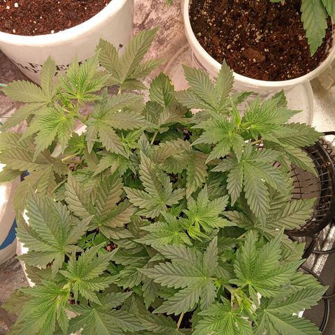Poshita growlog photo: Flowering stage
Primera etapa de floracion