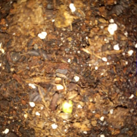 Chainsaw baby  growlog timeline photo