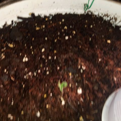 Denji growlog timeline photo