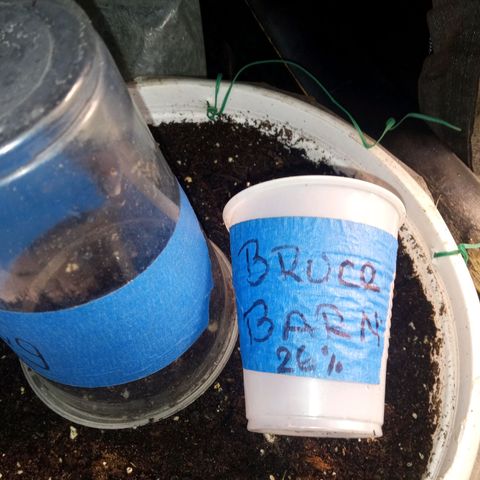 Denji growlog timeline photo