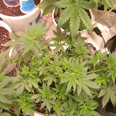 Poshita growlog timeline photo
