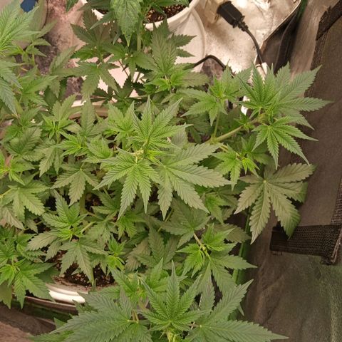 Poshita growlog timeline photo