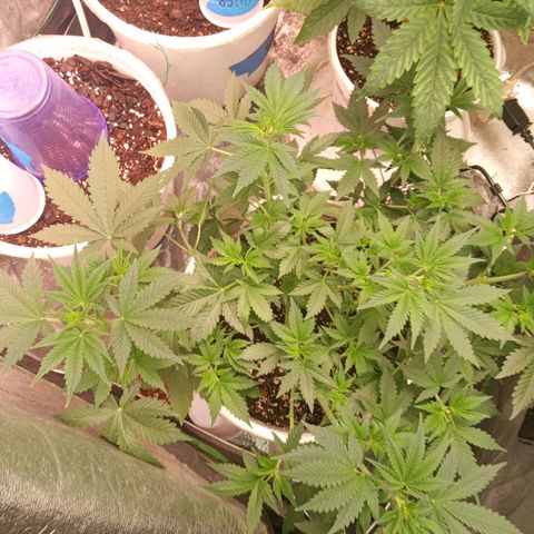 Poshita growlog timeline photo