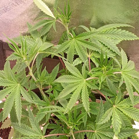 Golato 45 growlog timeline photo