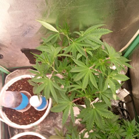 Golato 45 growlog timeline photo