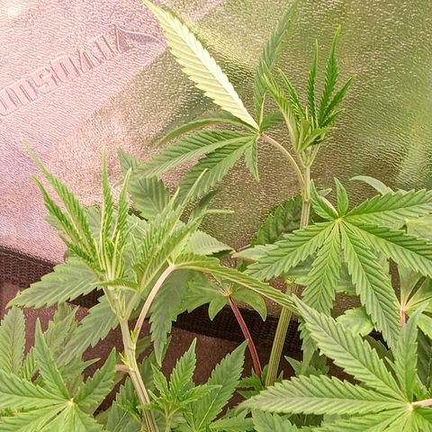 Golato 45 growlog timeline photo