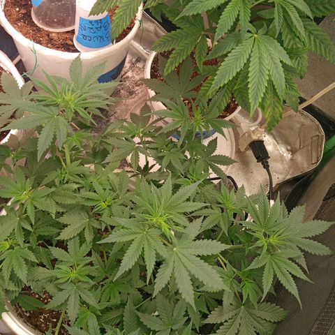 Poshita growlog photo: Poshita happy 2023