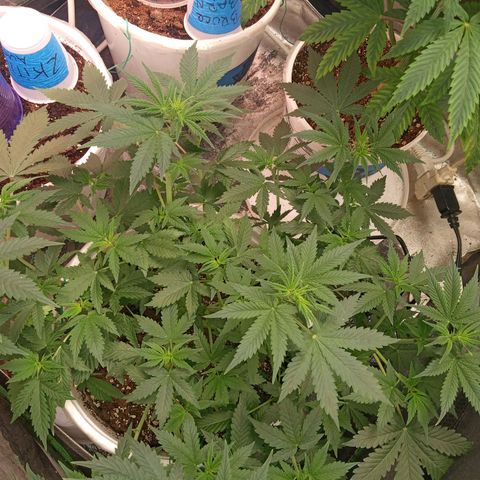 Poshita growlog photo: Poshita happy 2023