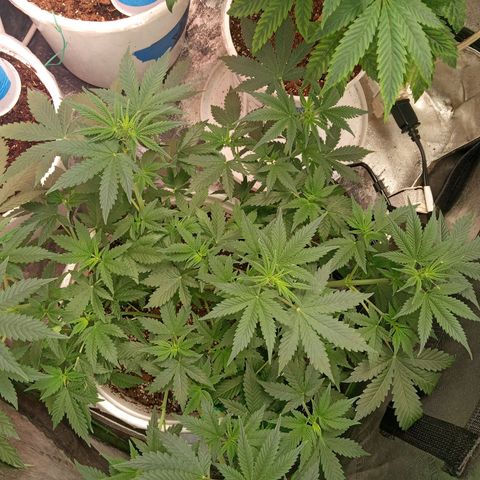 Poshita growlog photo: Poshita happy 2023