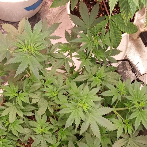 Poshita growlog photo: Poshita happy 2023