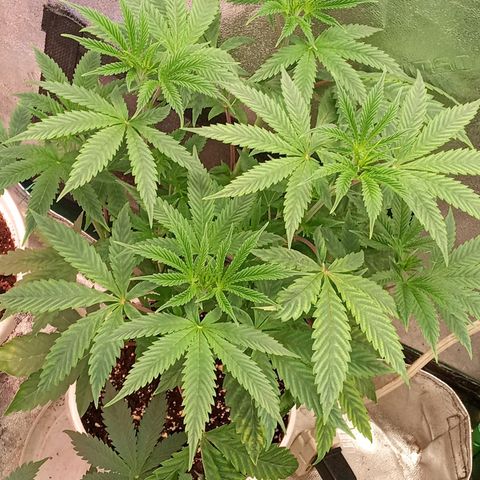 Golato 45 growlog timeline photo