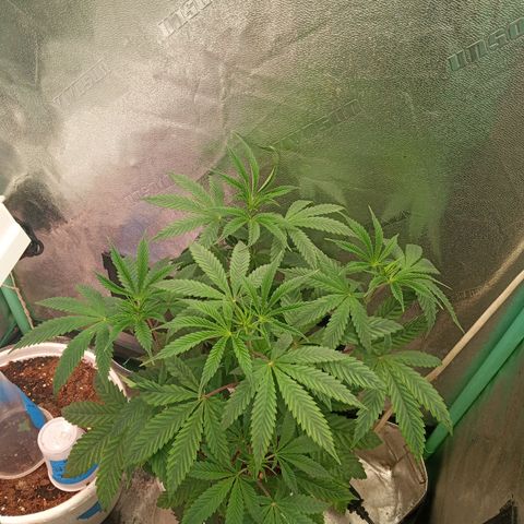 Golato 45 growlog timeline photo