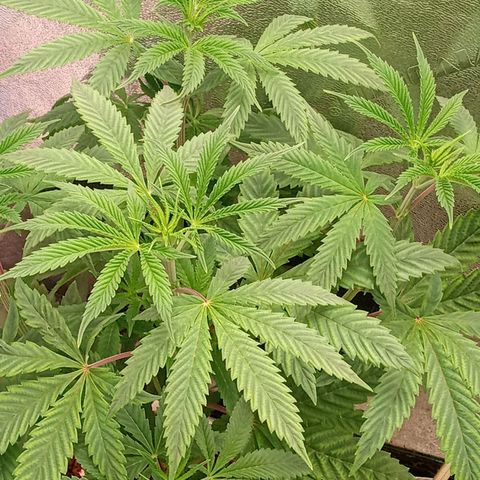 Golato 45 growlog timeline photo