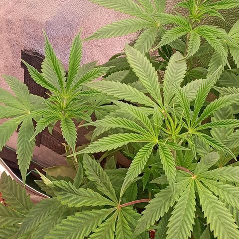 Golato 45 growlog timeline photo