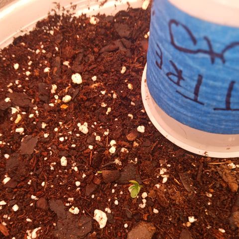 Chainsaw baby  growlog photo: She is a live welcome on 2023
Ella esta viva, feliz 2023