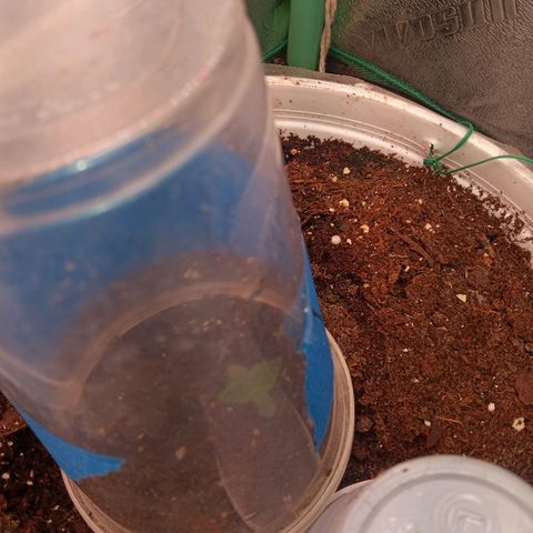 Denji growlog photo: Bruce banner "Denji" 26% from ILGM  happy 2023
Bruce banner la llamo Denji por lo fuerte con 26% feliz 2023