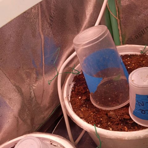 Denji growlog photo: Bruce banner "Denji" 26% from ILGM  happy 2023
Bruce banner la llamo Denji por lo fuerte con 26% feliz 2023