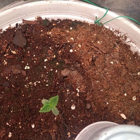 Denji growlog photo: Bruce banner "Denji" 26% from ILGM  happy 2023
Bruce banner la llamo Denji por lo fuerte con 26% feliz 2023
