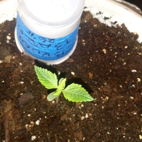 Denji growlog photo: She is on seedling stage lol