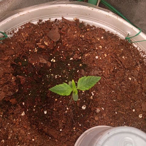 Denji growlog photo: She is on seedling stage lol