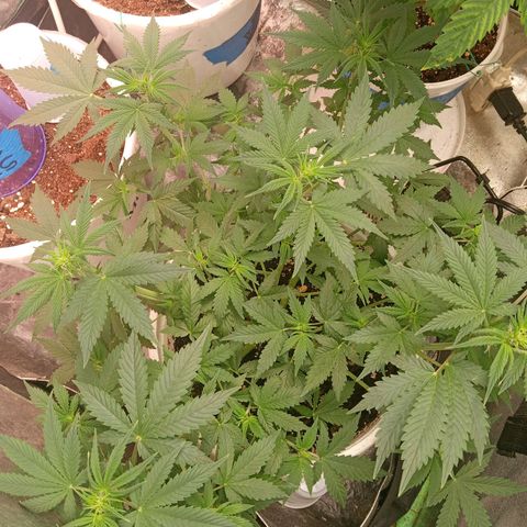 Poshita growlog photo: Some triming work for poshita she looking beautiful ❤️

Unos cortes de Hojas, se ve Hermosa 