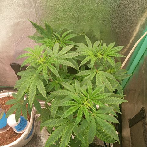 Golato 45 growlog photo: Another day 💕 Golato 45 
Is a cross of gelato and Goliath 

