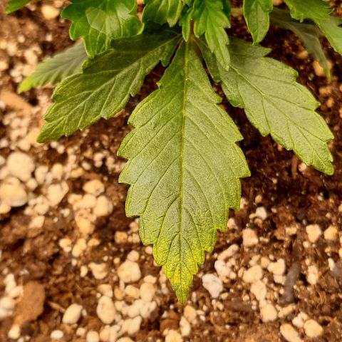 Imperium X growlog photo: Flecken auf den Blättern. Womöglich thripsi 😒