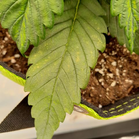 Imperium X growlog photo: Flecken auf den Blättern. Womöglich thripsi 😒