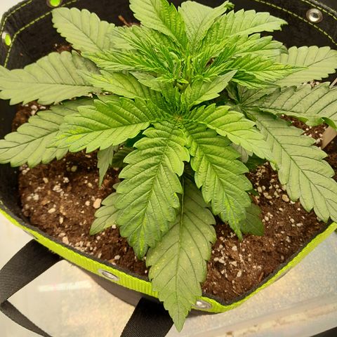Imperium X growlog photo: Flecken auf den Blättern. Womöglich thripsi 😒